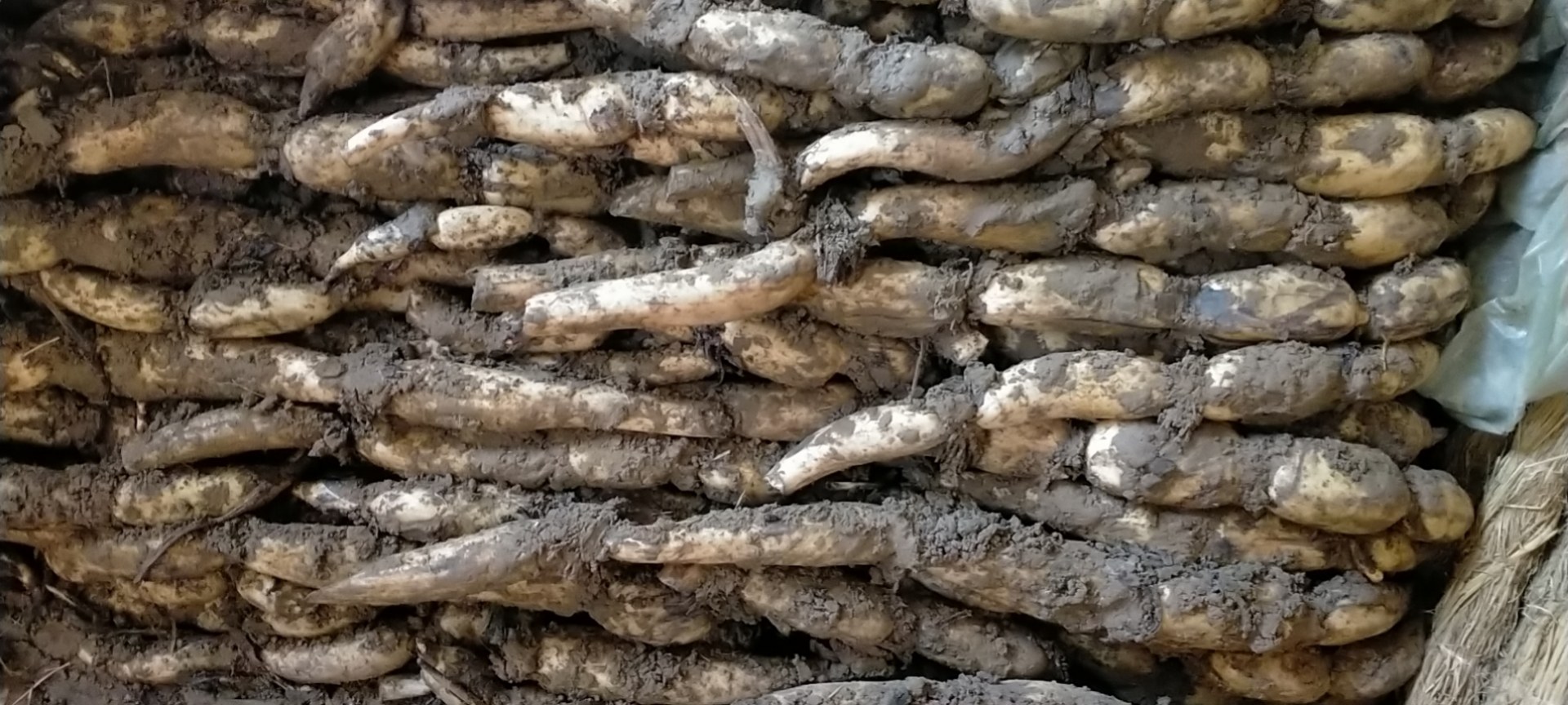 白莲藕采收现场,农户正在手工挖掘新鲜莲藕,泥水未干,藕体洁白,展现出良好的品质 白莲藕采收现场