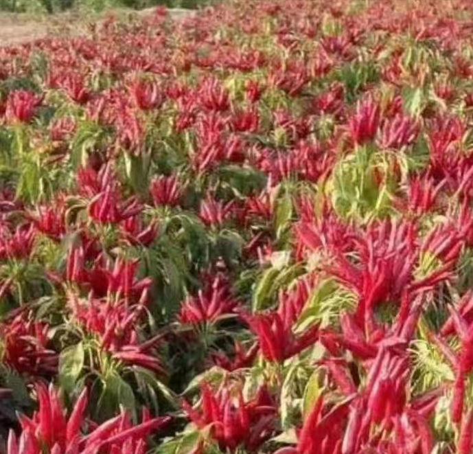 贵州遵义‘艳椒425’标准化种植基地航拍图