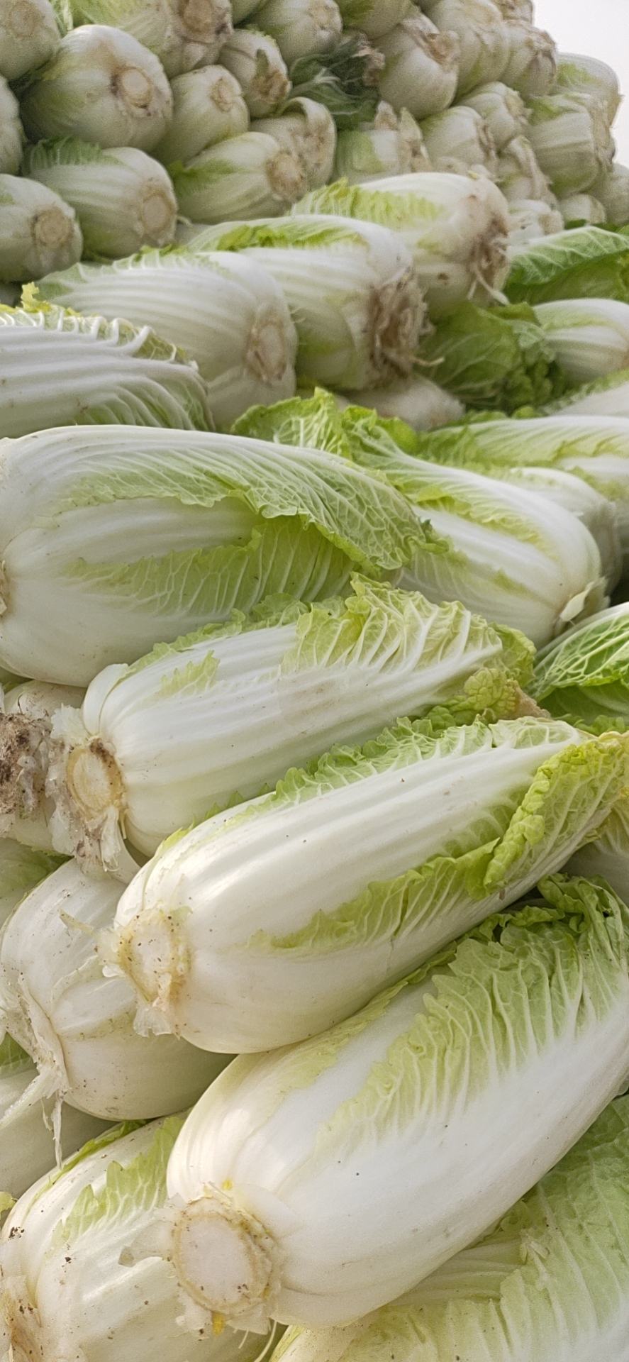 产地直销娃娃菜库存菜精品菜