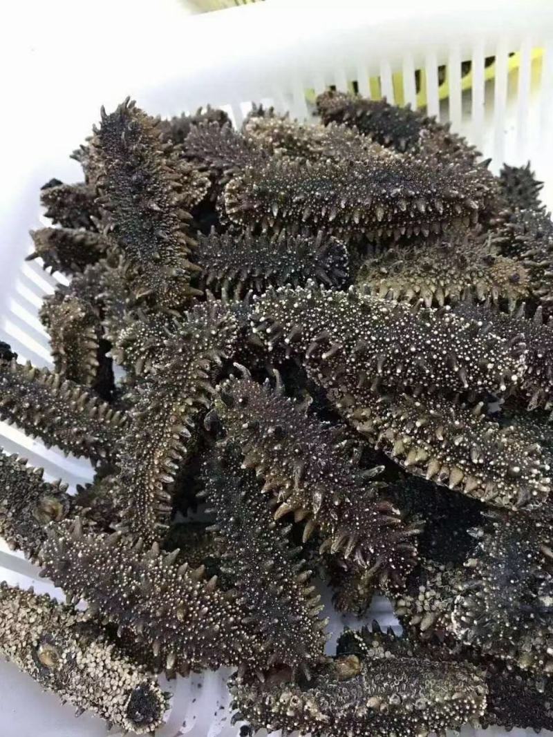 山东济南历城区海参 1650.00元/斤淡干海参