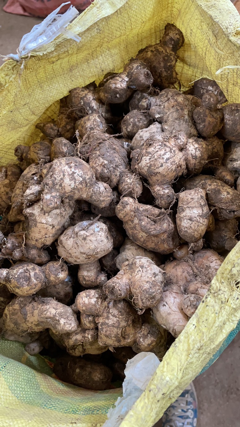 老姜母 姜头 菜姜 商用食品药品加工 支持一件代发