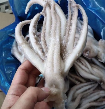 速冻鱿鱼头/干冻鱿鱼头/干冻机洗鱿鱼头/整鱿鱼头