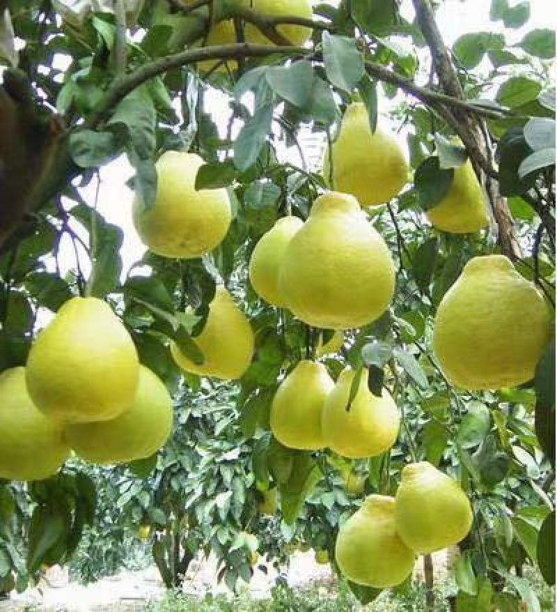 湖南江永正宗老树沙田柚,口感好,皮薄肉厚多汁,糖份高.