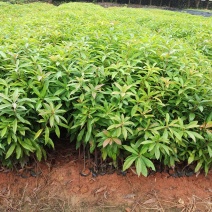 木荷苗、木荷树苗造林树苗
