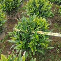 非洲茉莉球形大量出售工程货源