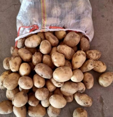 大量供应土豆子,大中小都有