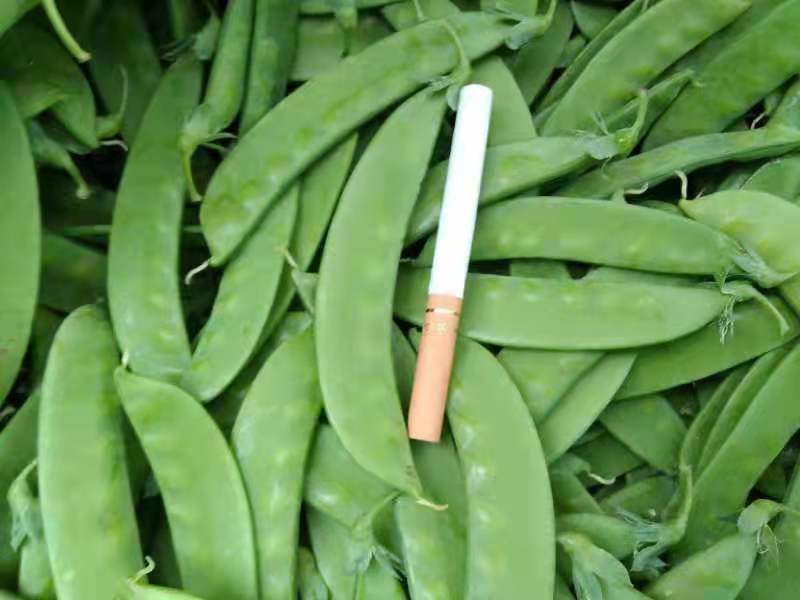 展示荷兰豆主要健康益处的图解说明 荷兰豆与健康益处的图解