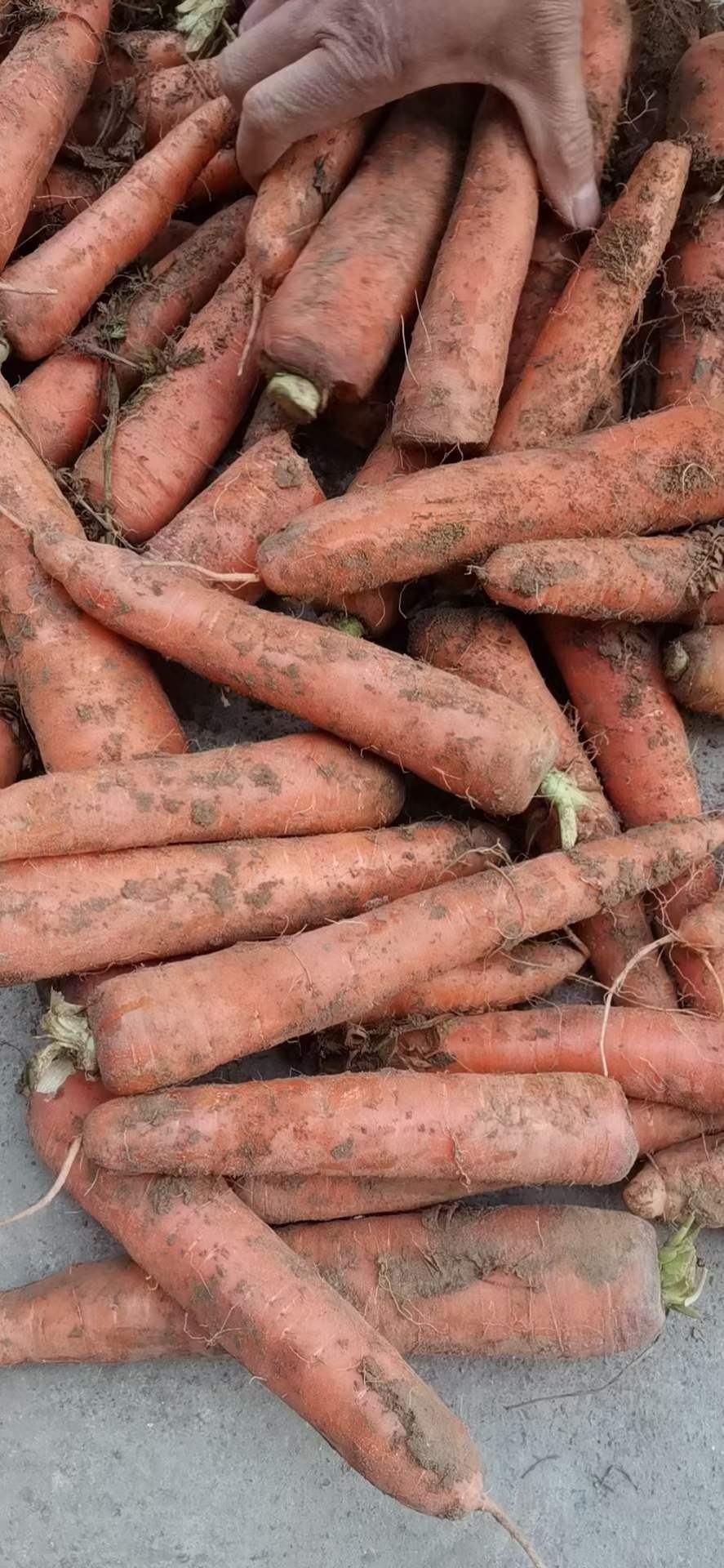 三红胡萝卜,冷库大量供应精品优质土萝卜,欢迎订购