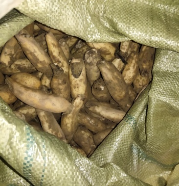 小藕瓜藕头藕把子纯藕瓜6毛带把子5毛藕瓜不是很大