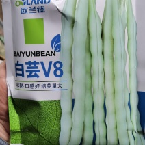芸豆种子四季豆种子欧兰德