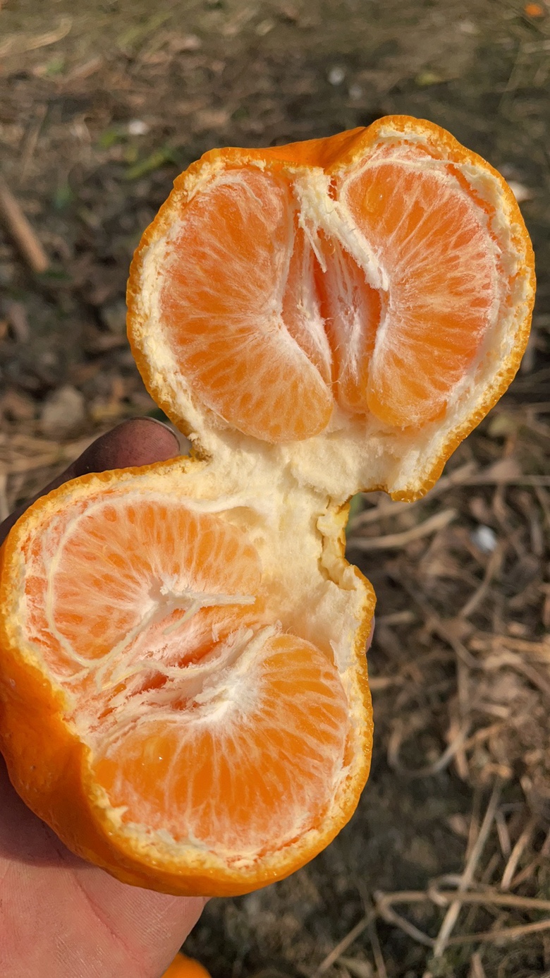 [春见柑桔批发]耙耙柑 套袋 春见 商品果 轻微内伤 果面光洁价格1.