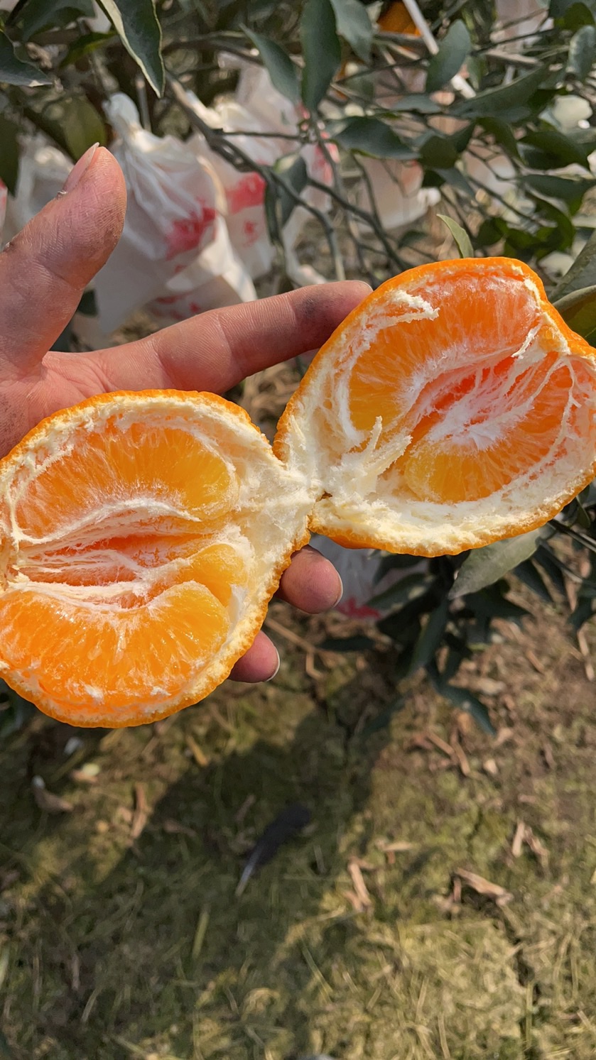 [春见柑桔批发]耙耙柑 套袋 春见 商品果 轻微内伤 果面光洁价格1.