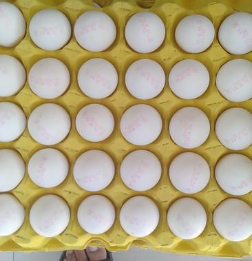 晋龙无抗生素安全食用土鸡蛋