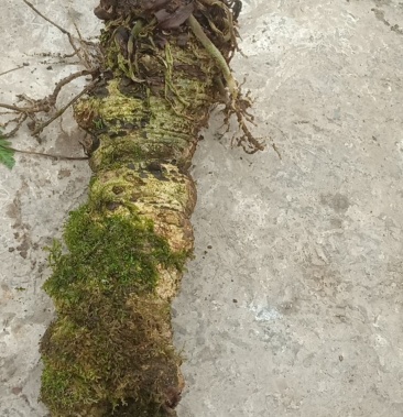 [雪里见批发]野生半截烂,红根需要的下单价格25.00元/公斤 - 一亩田