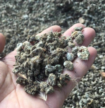 鹌鹑粪,颗粒度好,水泥地晒干鹌鹑粪,无杂质 货源好价格好