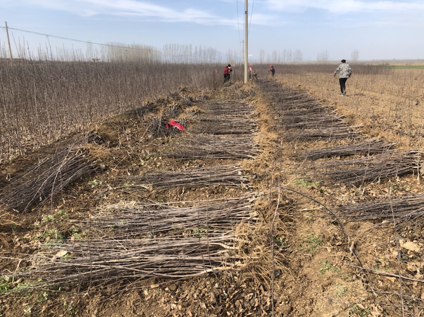 展示资中县核心产区的规模化果园航拍图,果树整齐排列,果农正在田间劳作 资中血橙基地航拍图