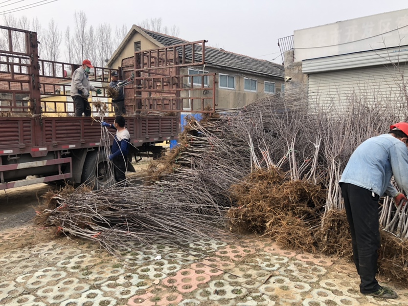 果园技术人员正在进行果实管理,如疏果、套袋等操作,确保美八苹果品质 美八苹果果园管理场景