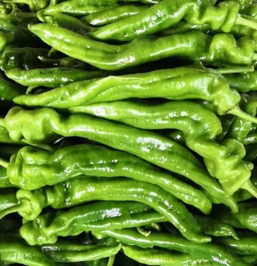 精品龙椒 大量出货 基地直供