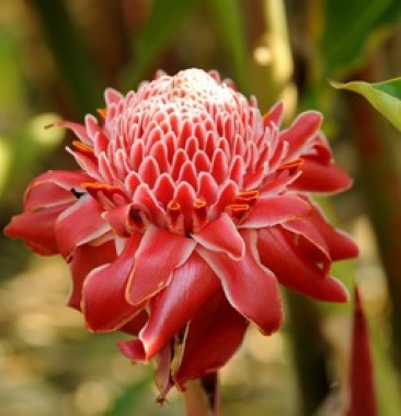 瓷玫瑰稀有植物火炬姜姜荷花庭院盆栽鲜切花观赏