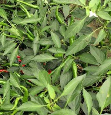 小米椒苗 小米辣种苗 红皮小米辣辣椒苗 辣椒苗基地直销