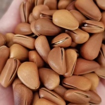 开口松子颗颗饱满精品