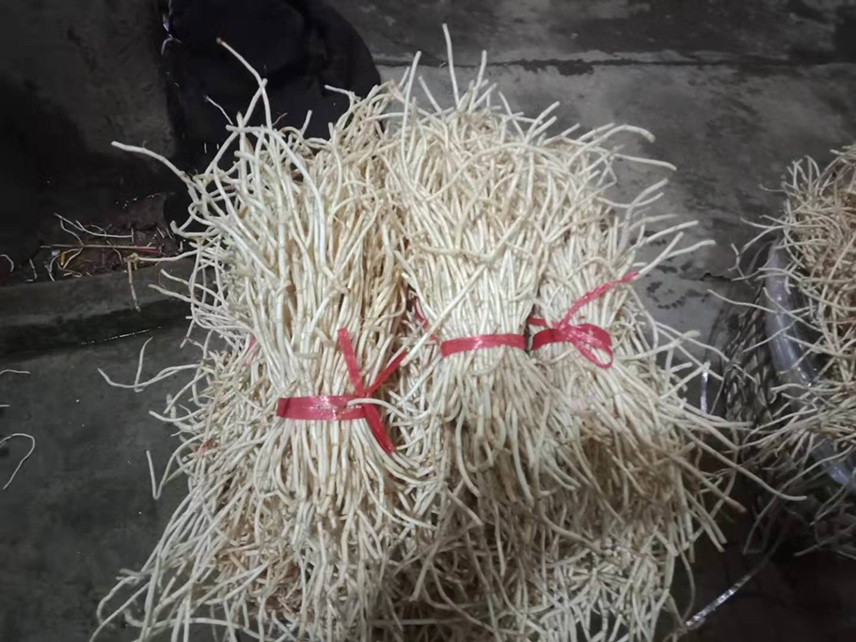 细叶紫茎红梗型鱼腥草根茎清洗后成品展示