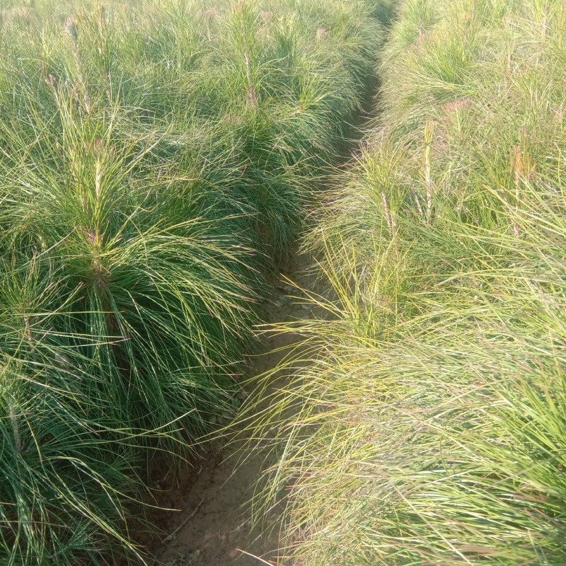 湿地松油松树苗粗壮一年两年长大可割油的树苗成长快出油率高