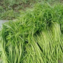 万亩芦蒿精品上市，品质有保障，根据客户要求，泡沫箱加冰可