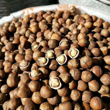 大兴安岭榛子价格行情走势 - 一亩田