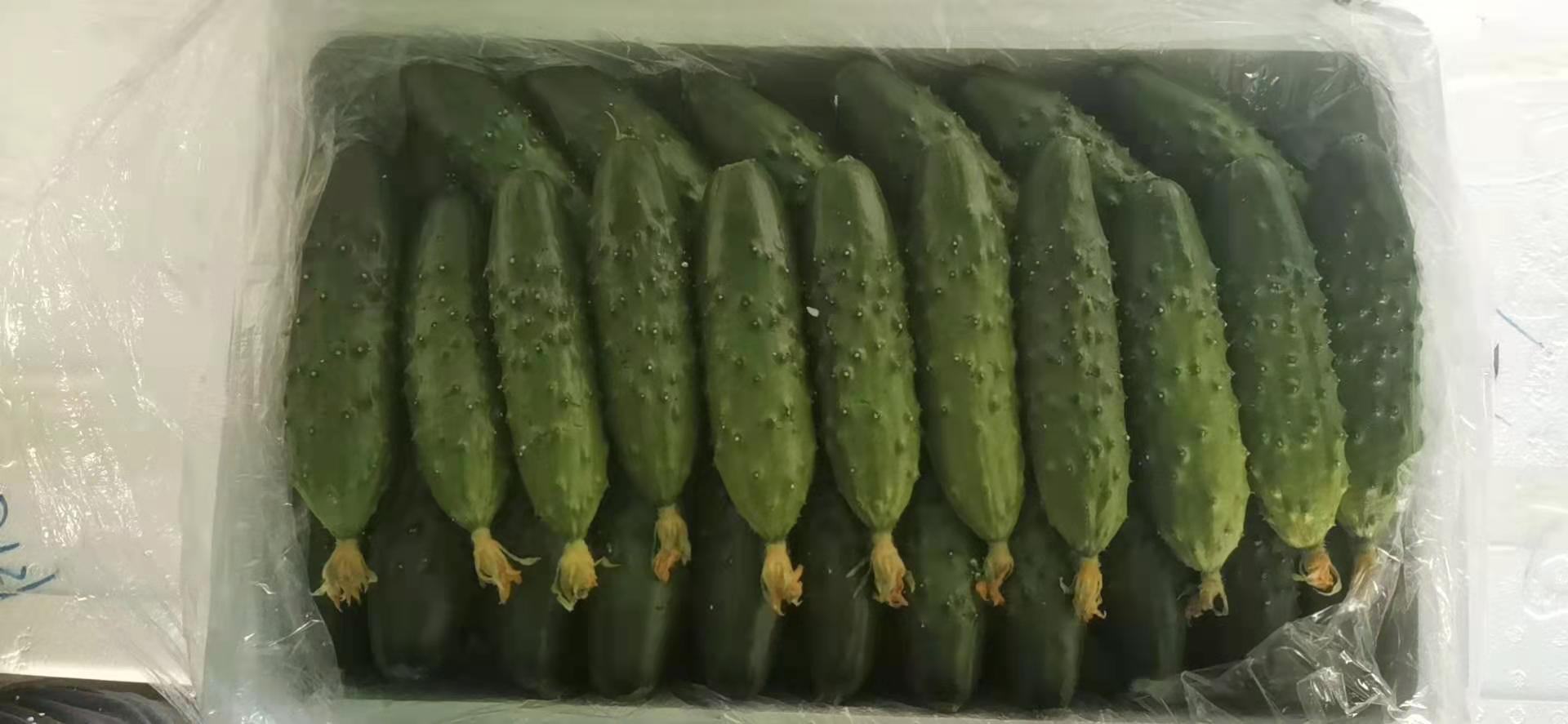 锦州虾油小黄瓜特写展示图
