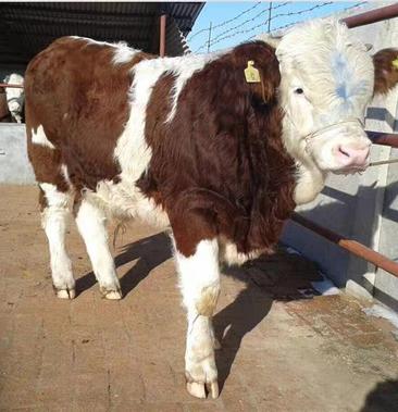 西门塔尔牛犊子活牛出售活体西门塔尔改良小牛犊