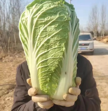 山東聊城大白菜產地大量供應中