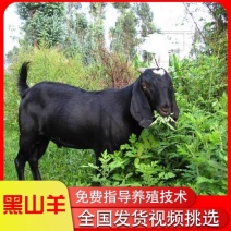努比亚黑山羊小羊活苗种羊活羊纯种大耳朵山羊小羊羔活体养殖