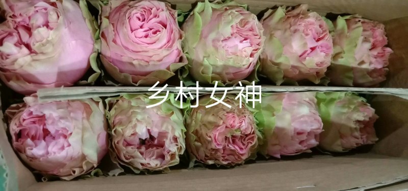 藤本月季小苗如何养壮