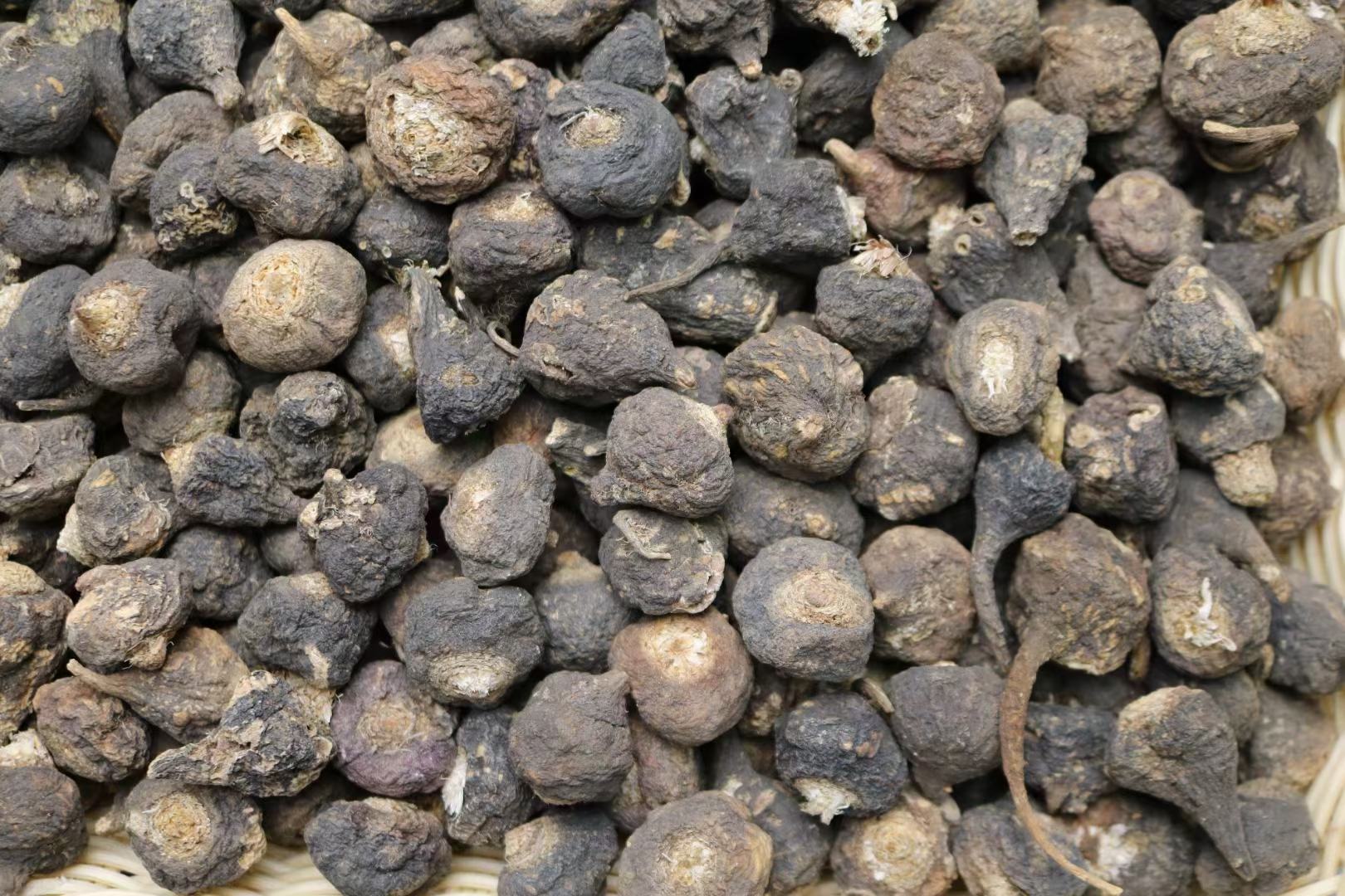 黑玛卡成熟植株特写图