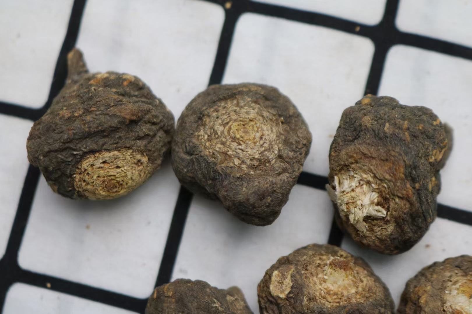 黑玛卡植株与根部特写,展示其黑色外皮和白色内质 黑玛卡植株与根部特写