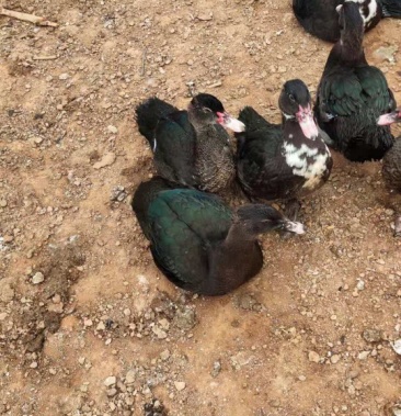 [番鸭批发]70几天黑番公母1000只出售价格6.50元/斤 - 一亩田