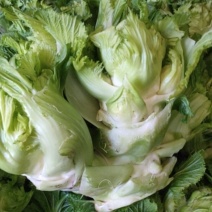 儿菜5两以上毛菜净菜都可以