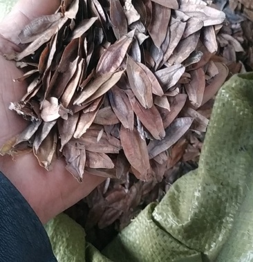 杜仲籽,杜仲种子,当年种子