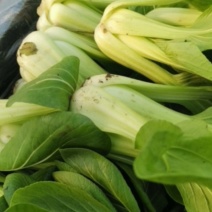 上海青俗称小油菜上市