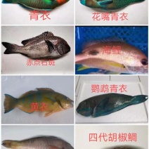 西沙深海野生鱼5个颜色