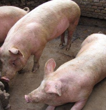 现有父母家养大肥猪一头出售