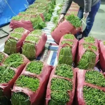 万亩芦蒿，新鲜上市，量大从优！