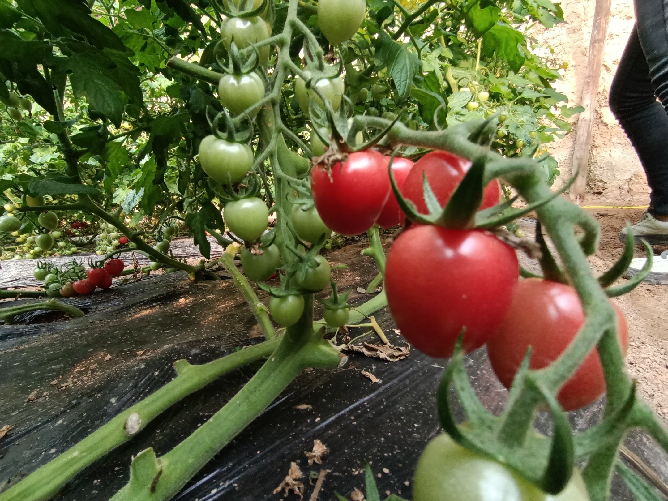 深色圣女果特写镜头