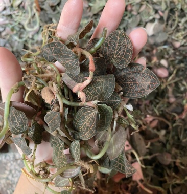 野生金线莲大叶鲜品常年供应量大价格优惠