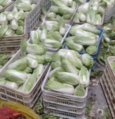 大小玲珑黄娃娃菜出库中