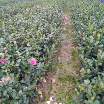 长期供应杜鹃，红继木，红叶石楠，等各种小苗球类