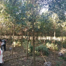 基地直销大叶女贞2--20公分，现场看货选购，高杆女贞。