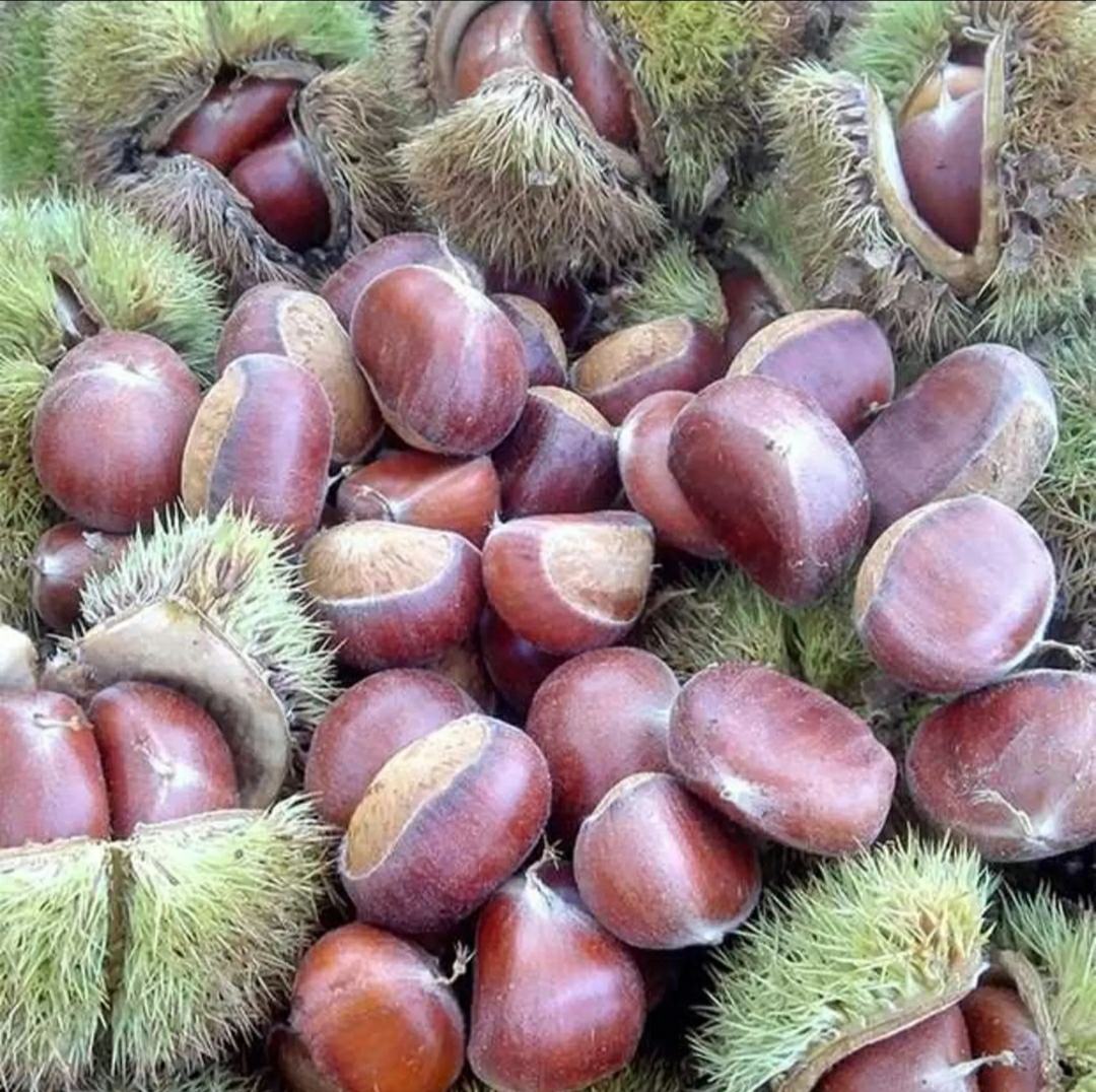 罗田县油栗主产区地形地貌