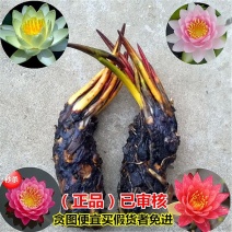 池塘水池大睡莲睡莲根块水培植物水生根块大睡莲花根